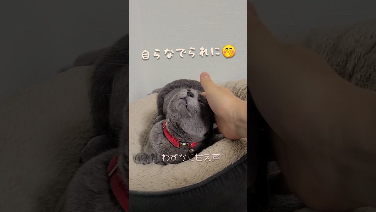 猫を撫でてみるだけの動画 #猫 #ロシアンブルー #shorts
