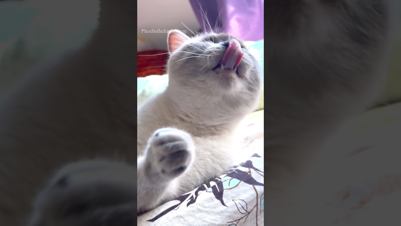 The SWAG🔥 #ytshorts #kittenslovers #handsome #himalayancat #music#cat #catlover