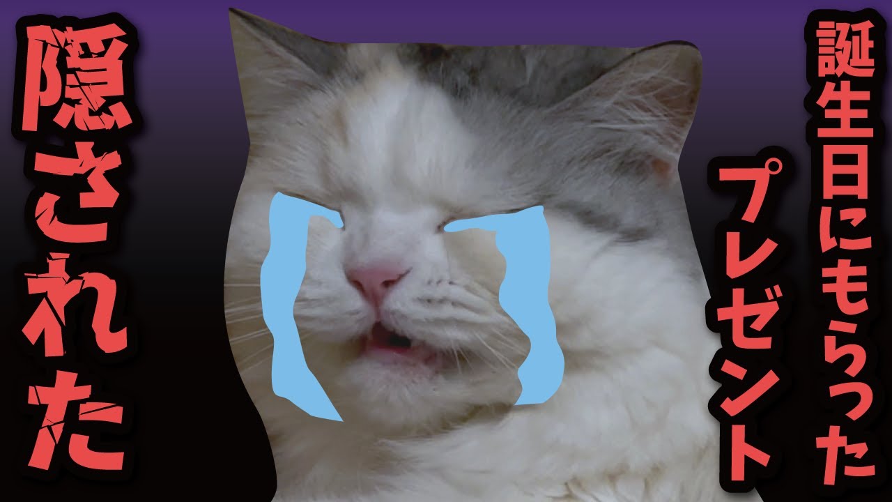 誕生日にもらった大好きなオモチャを隠されたら猫がこうなりました【関西弁でしゃべる猫】【猫アテレコ】