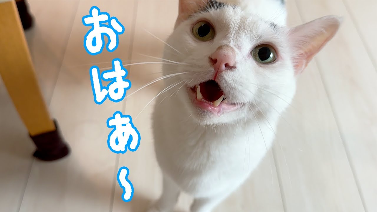 朝からご機嫌で挨拶してくれるおしゃべり猫チロさん