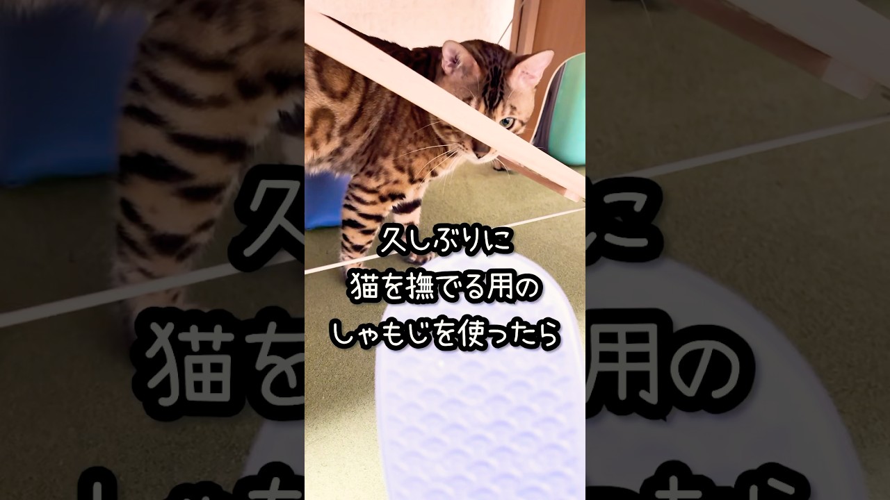 久しぶりに猫を撫でる用のしゃもじを使ったら・・・