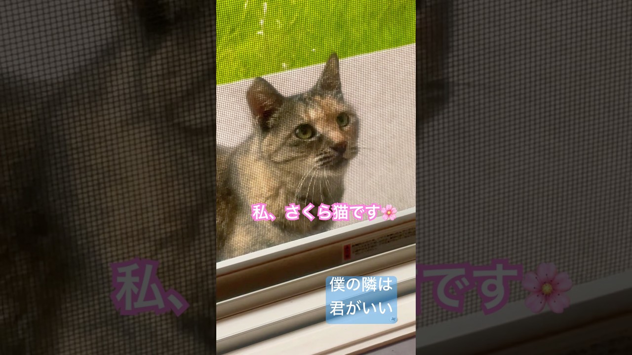 僕の隣はいつもきみ～音虎とErii #shorts #cat #さくら猫