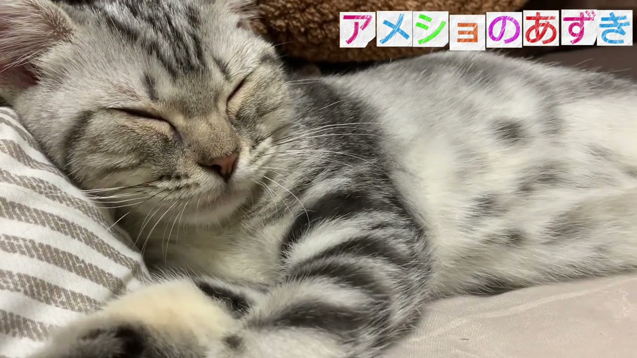 アメショのあずき寝相