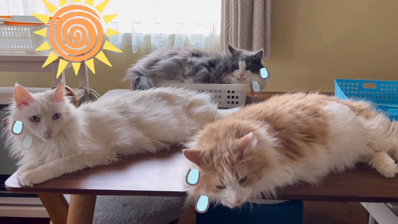 【猛暑】暑いのが苦手なもふ猫たちは、涼しいところに避難！！ターキッシュアンゴラとノルウェージャンフォレストキャット