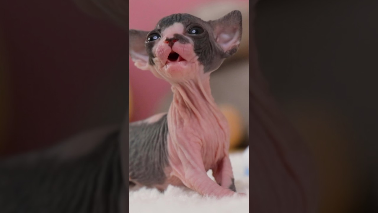 Sweet beans❤️#shorts #sphynx #missmermaid #kitten #cat