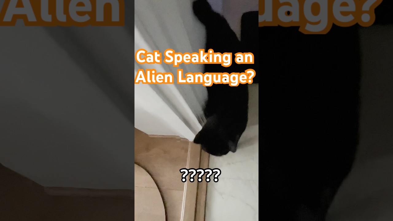 Did My Cat Just Speak an Alien Language?