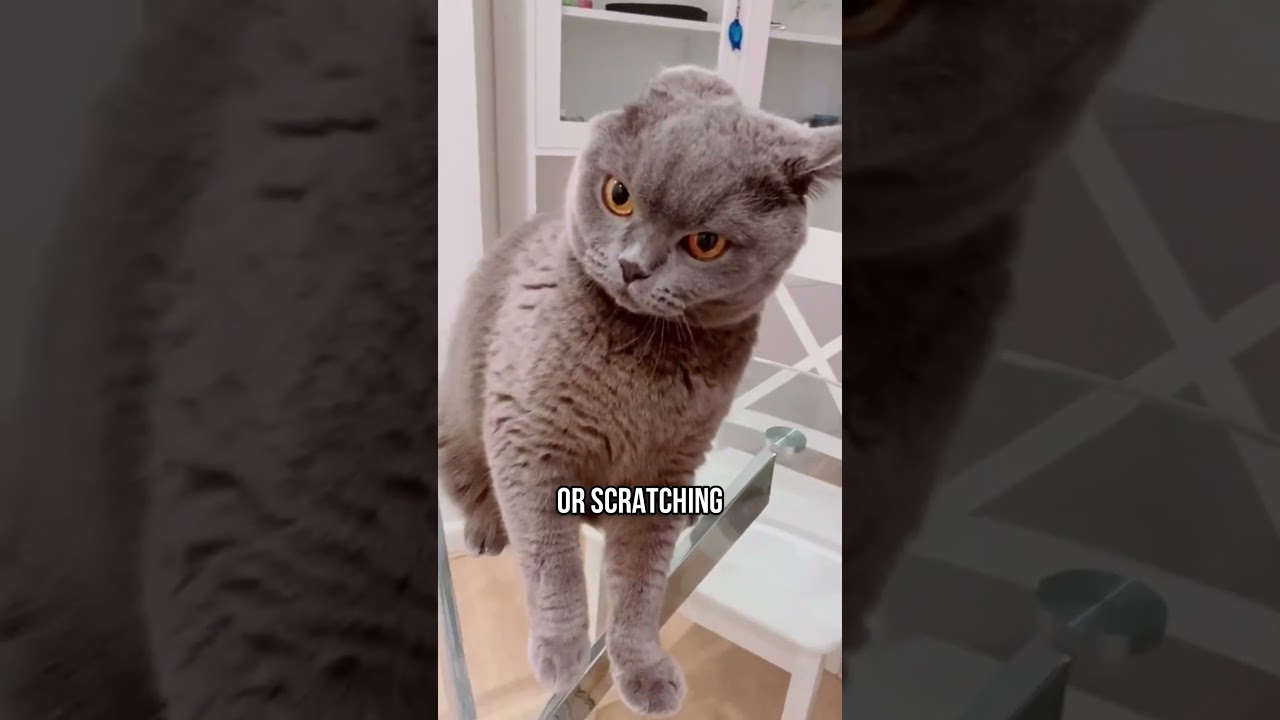 Secret To Petting Your Cat The Right Way! 🐱