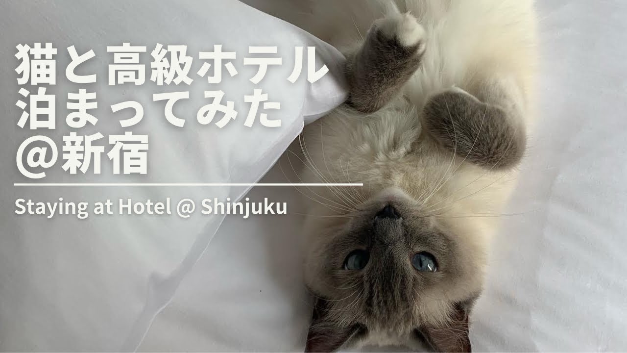 ラグドール猫とキンプトンホテルに泊まってみた / Stayed at Kimpton Hotel with Cat