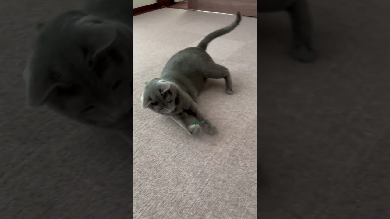 【ビー玉にすぐ飽きる猫さん(2024/09/15)】ロシアンブルー男の子7才 #shorts #cat #russianblue