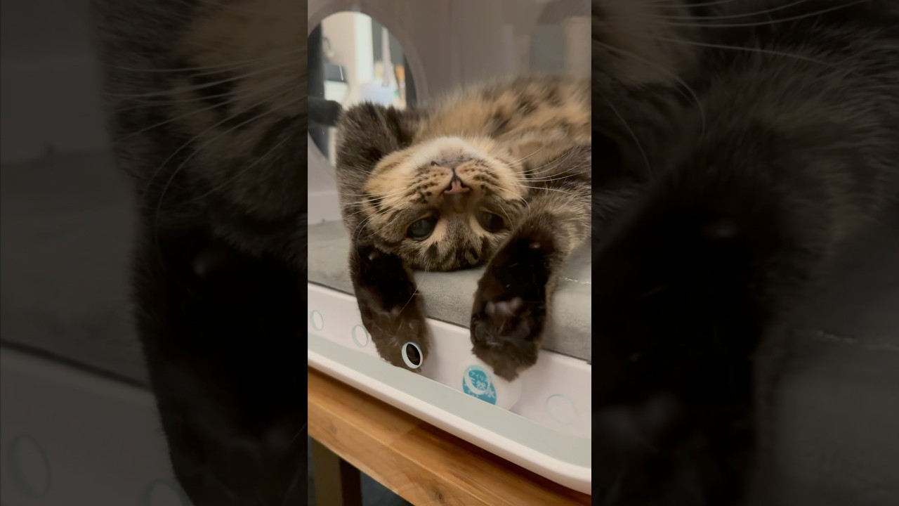 【猫動画】遊び方のクセがすごい猫が可愛すぎる!! #shorts