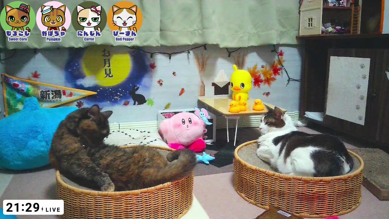 Old Cats Live Cam  - Tokyo Japan