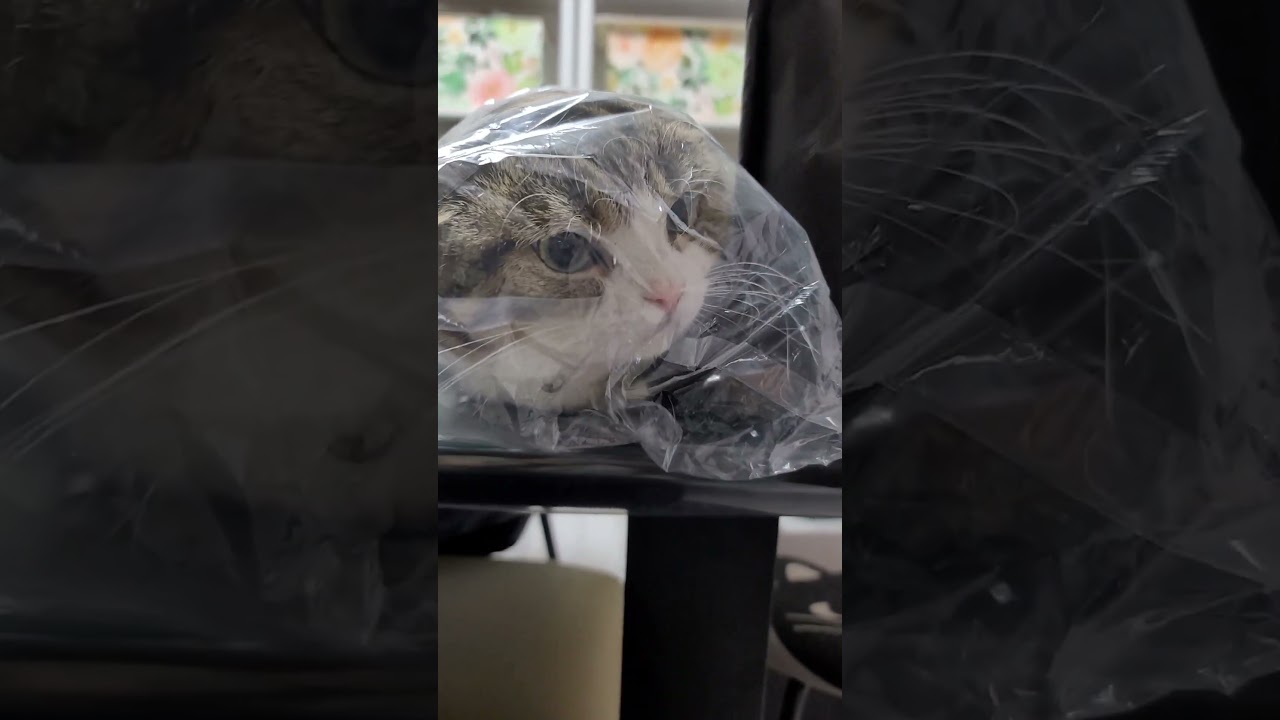 全身🐱入りたい…♡袋の中で諦めた可愛い短足ねこ🎵《ほのぼの😸ねこの森💓》