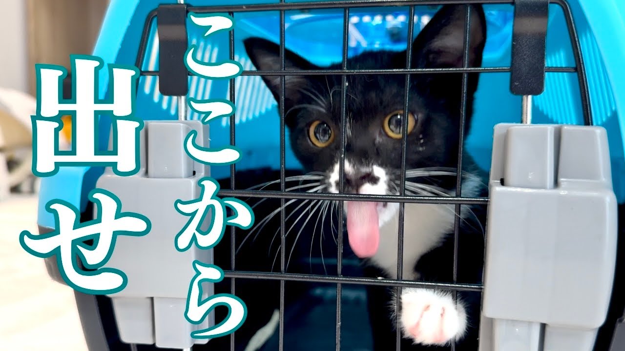 初めてのチュールに【うまい】と言ってしまう保護猫　　　　　スコティッシュフォールド