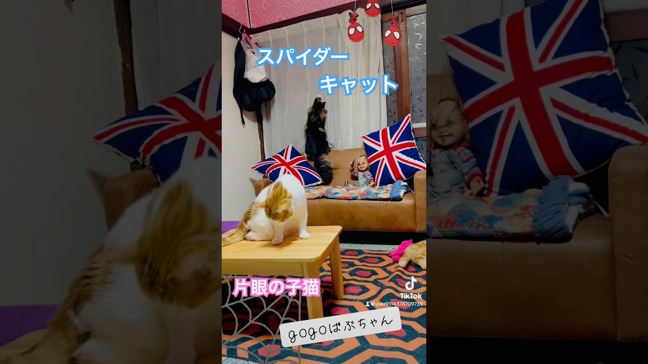 虫と猫 #spiderman #cute #cat #アメリカンカール #サイベリアン #ハンデキャップ