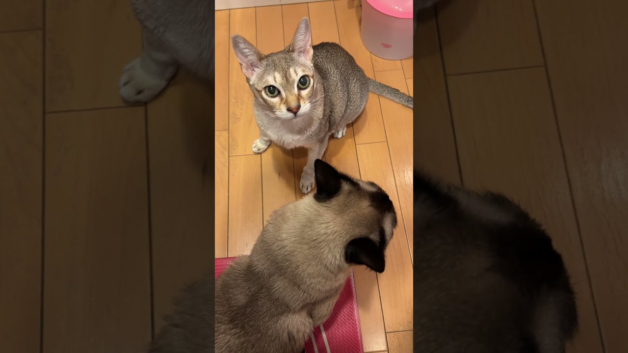 ペロペロしていたらご飯待ち中だったことを忘れて追いかけっこしにいくシンガプーラとたぬき猫なのにゃ♪ #cat #シンガプーラ #トンキニーズ#たぬき猫