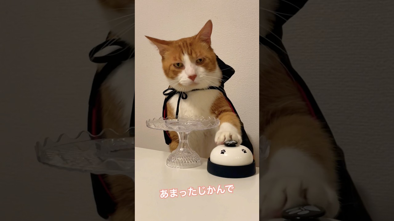 まいたけぐるぐる #まいたけダンス #shorts #cat #茶トラ Maitake spinning around