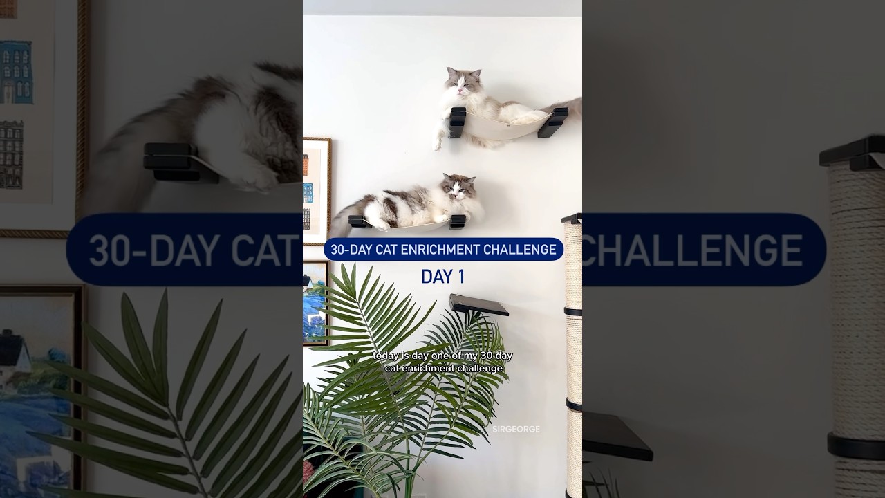 30-Day Cat Enrichment Challenge: Day 1 #ragdolls #catenrichment