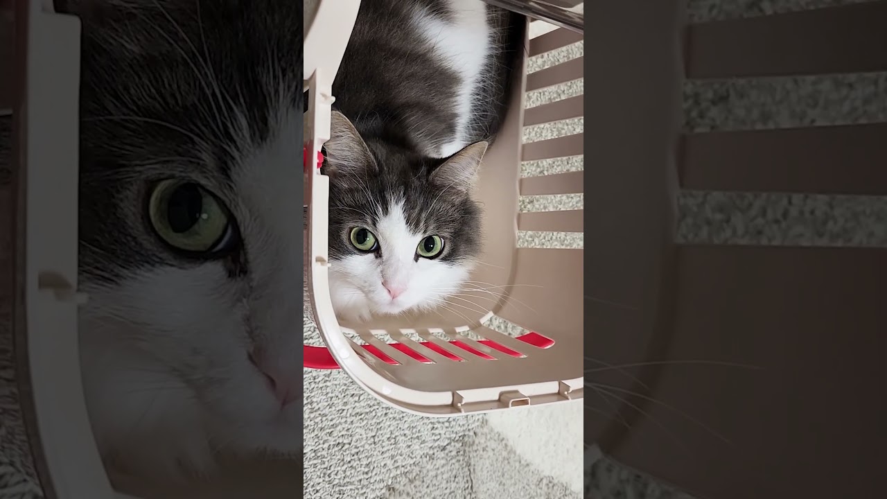 キャリーケースの猫【Cat travel bag】