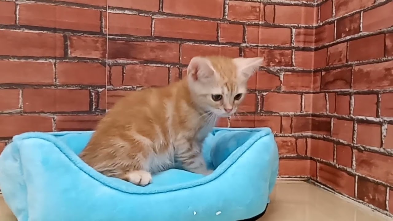 690712 アメリカンショートヘアー