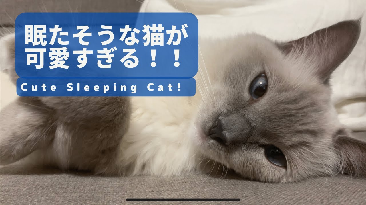眠たそうなラグドール猫が可愛すぎる件 / Adorable Sleepy Ragdoll Cat