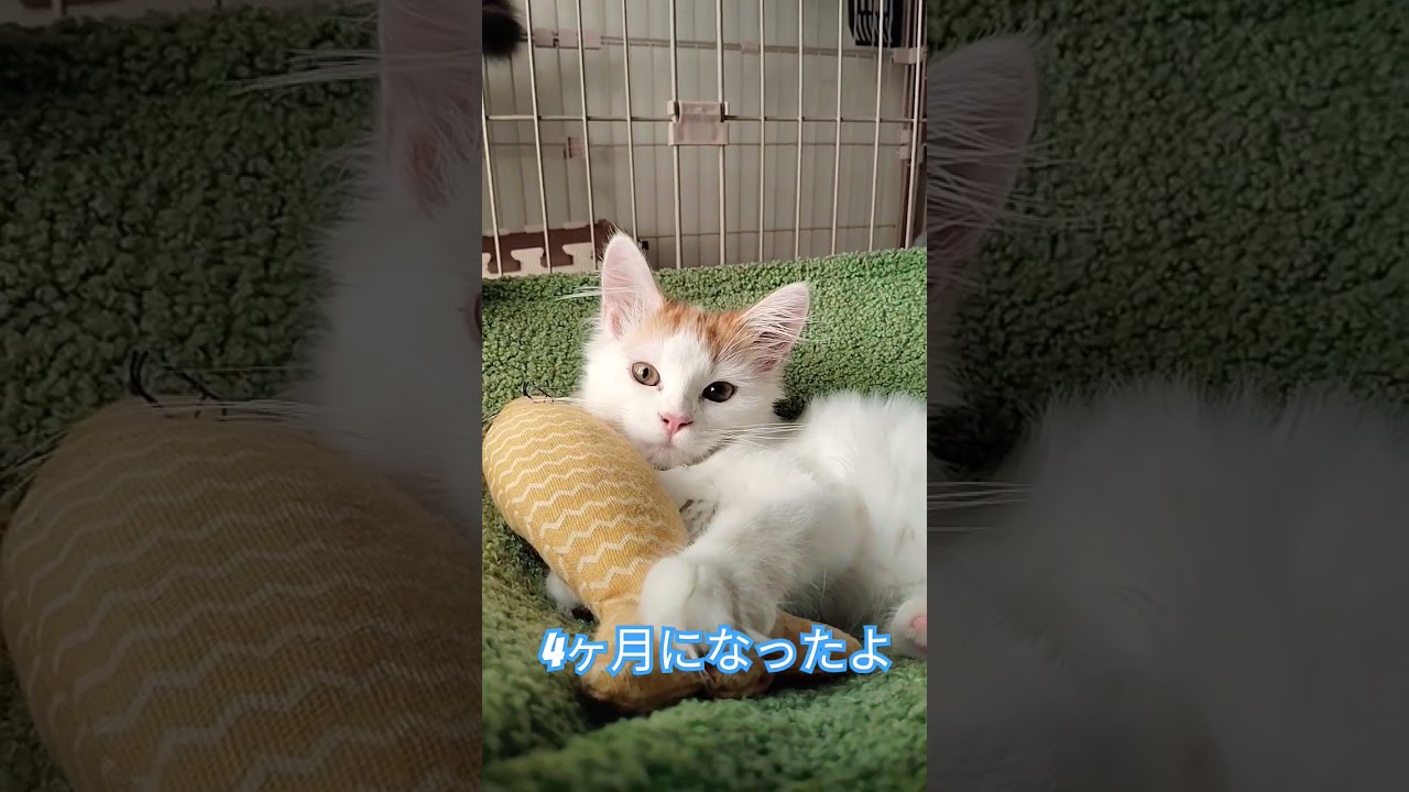 4ヶ月❤ #サイベリアン #サイベリアン大好き #cat #猫のいる暮らし #猫 #猫好きさんと繋がりたい #ねこ #siberian #子猫 #kitten #4ヶ月