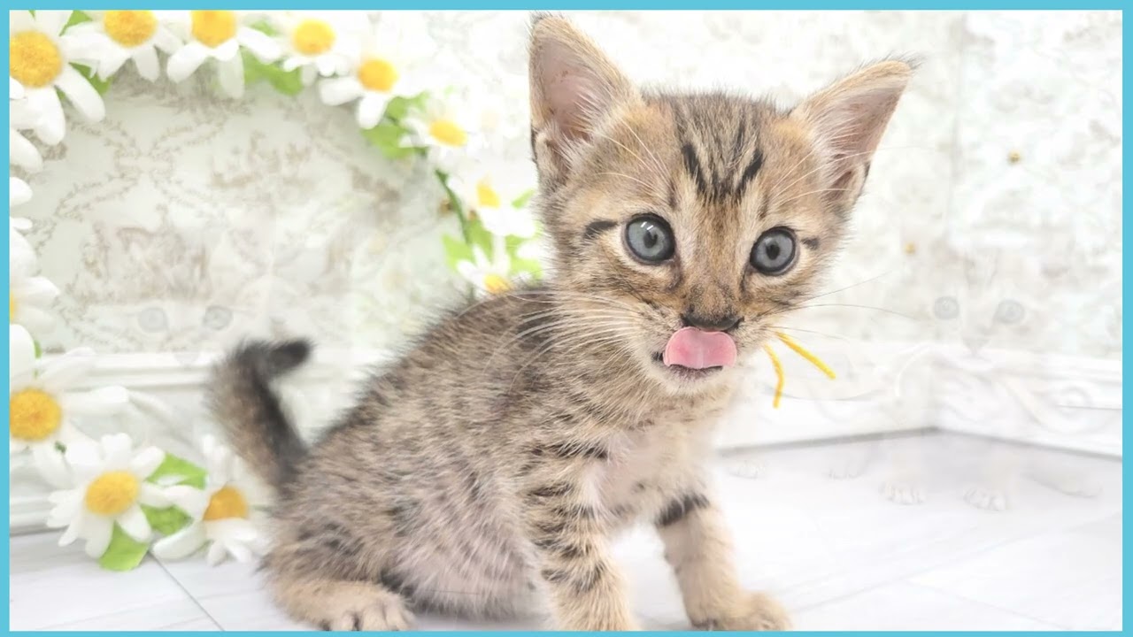 ペットショップCOO&RIKU No00689834(エジプシャンマウ)