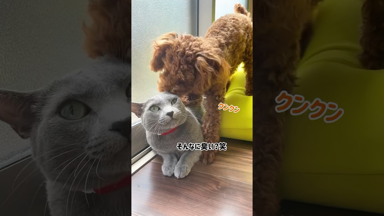 猫の耳がひっくり返っちゃった！？#トイプードル#ロシアンブルー