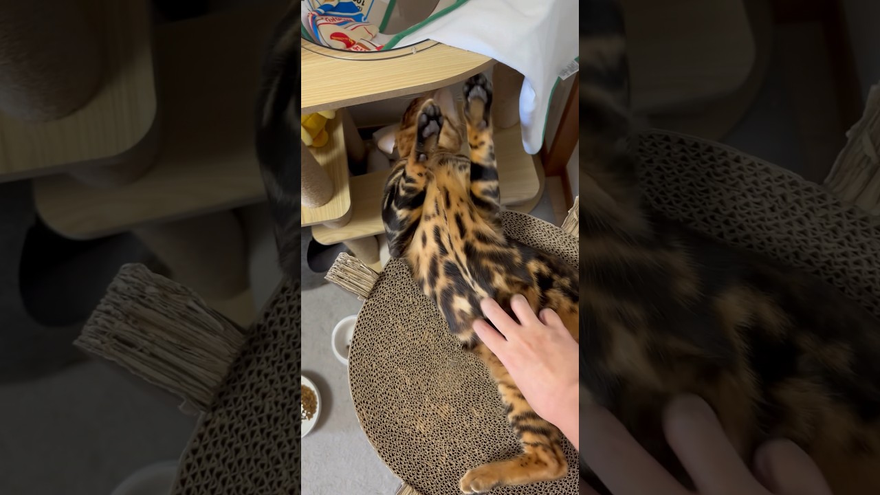ちょいぽちゃベンガル #cat #癒される #猫のいる暮らし #子猫 #cute #kitten #pokemon #funny