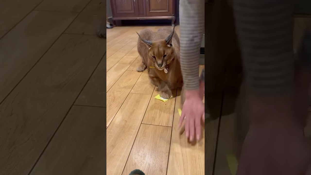 Helicopter Helicopter #shorts #pets #cats