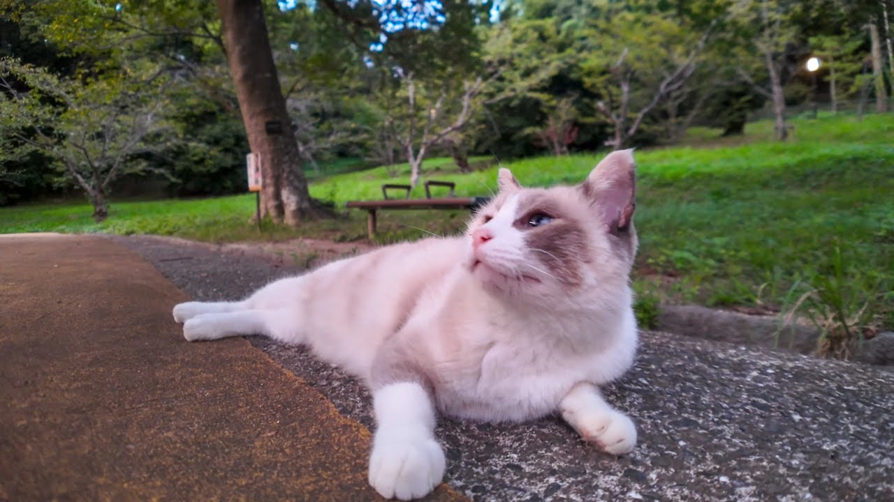 夕方の公園遊歩道で寝転ぶ猫を撫でる