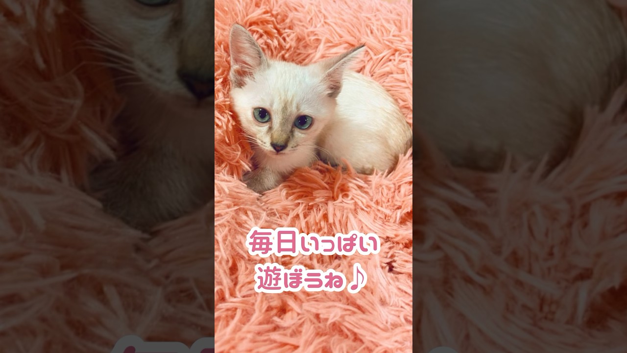 うちに来てくれてありがとう✨ #猫 #保護猫  #シャムトラ