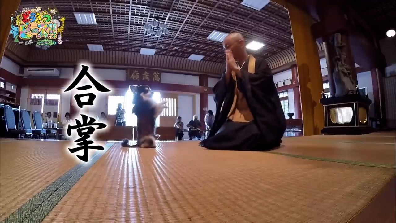 【福を呼ぶ】副住職と一緒に合掌するチワワ【かわいいチワワのまとめ動画】