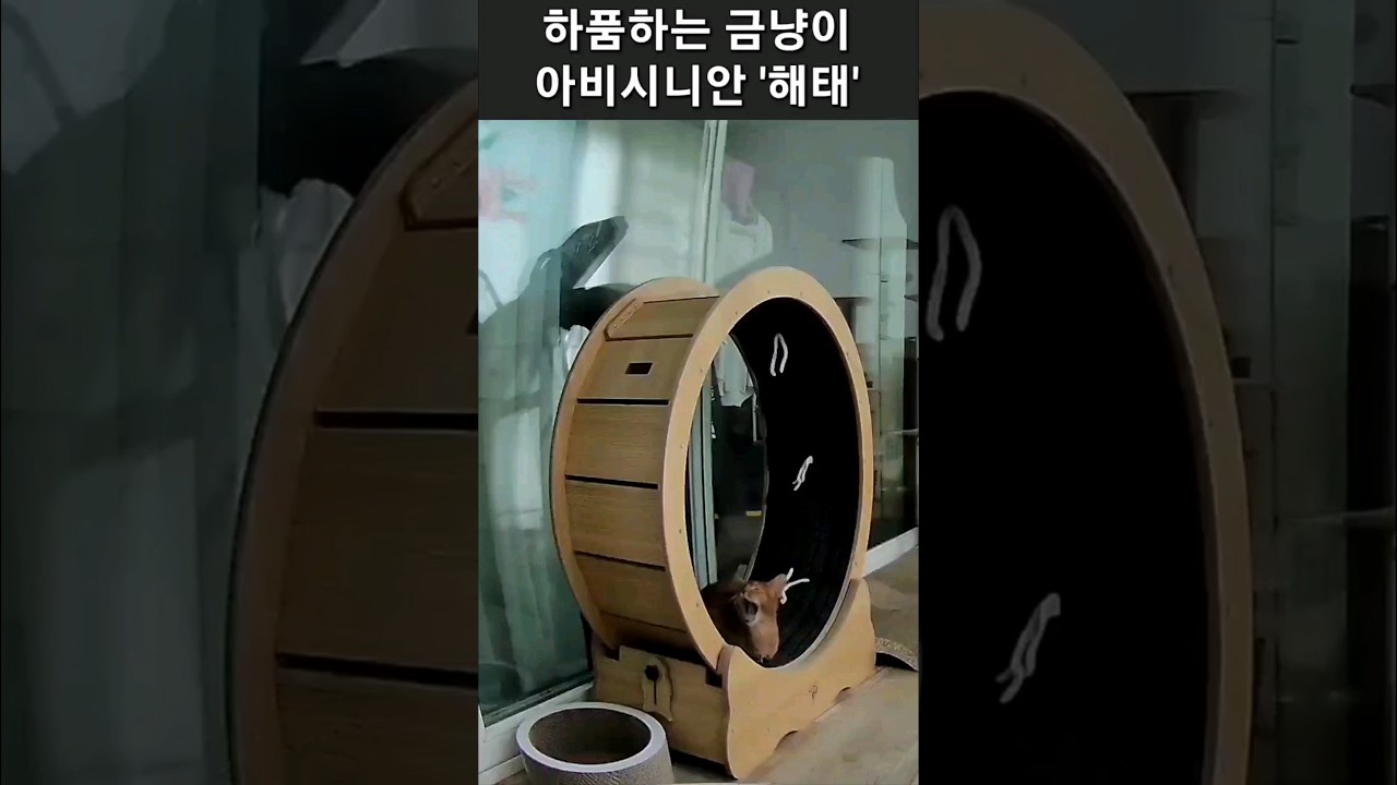 하품하는 아비시니안 고양이
