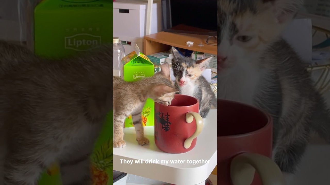 Kitty Chaos: Sharing, Pooping, and Play-Fighting!