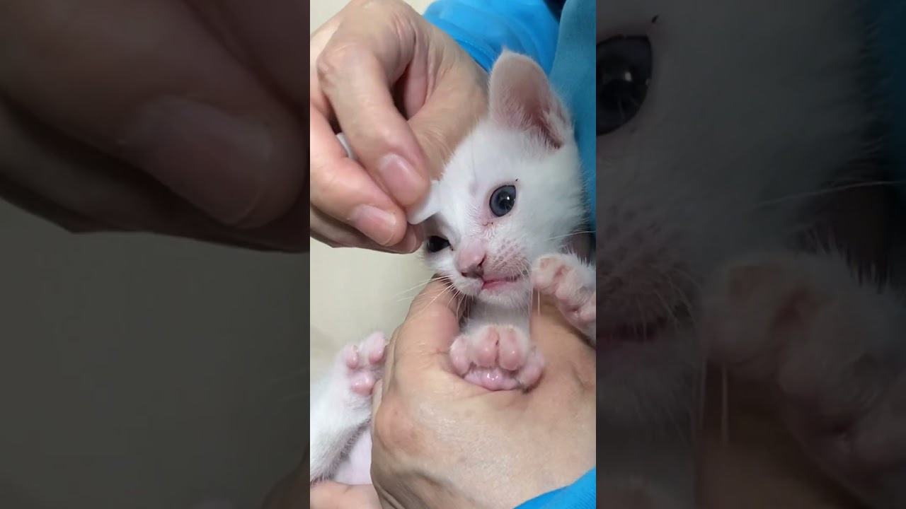 目ヤニを無抵抗で取らせてくれる弟猫集