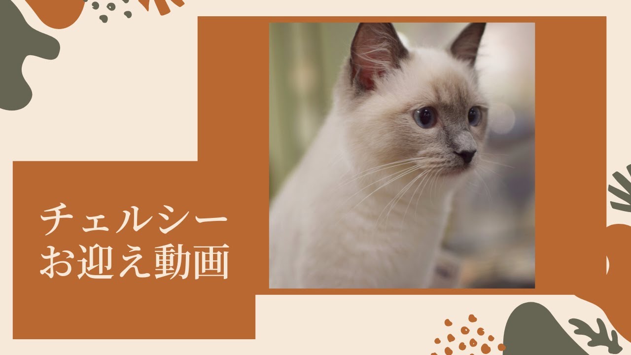 【初投稿】ラグドール猫のお迎え動画 / First Day of "Chelsea" Cat at Our Home!!