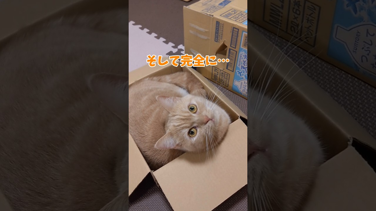 【拗ねるマンチカン】 #shorts #猫 #ねこ #cat
