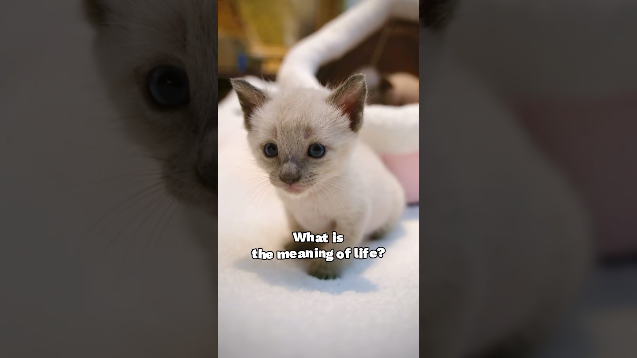 What’s the meaning of life? Why do I have nine of them?
