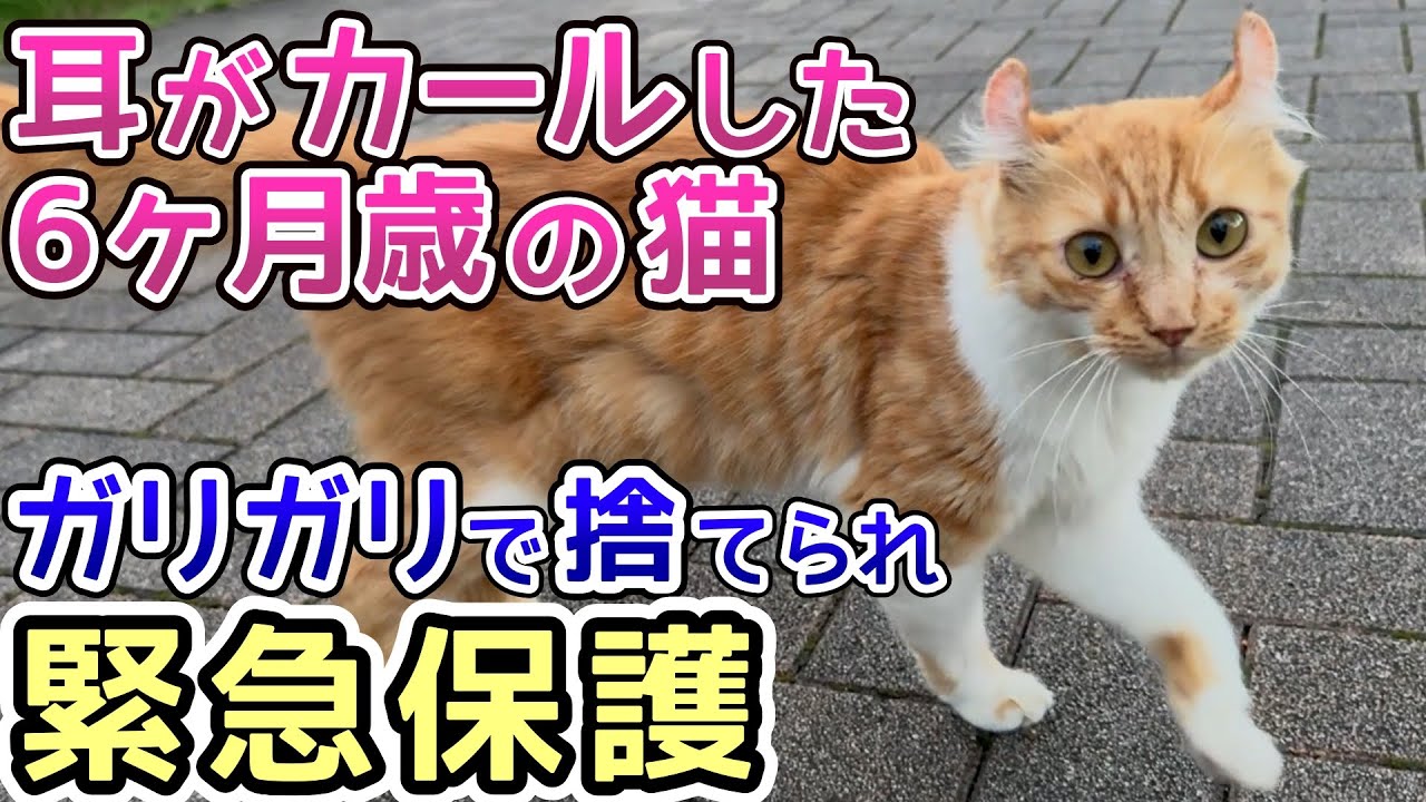 耳がカールした6ヶ月歳の猫がガリガリで捨てられていたので緊急保護しました【保護猫活動①】
