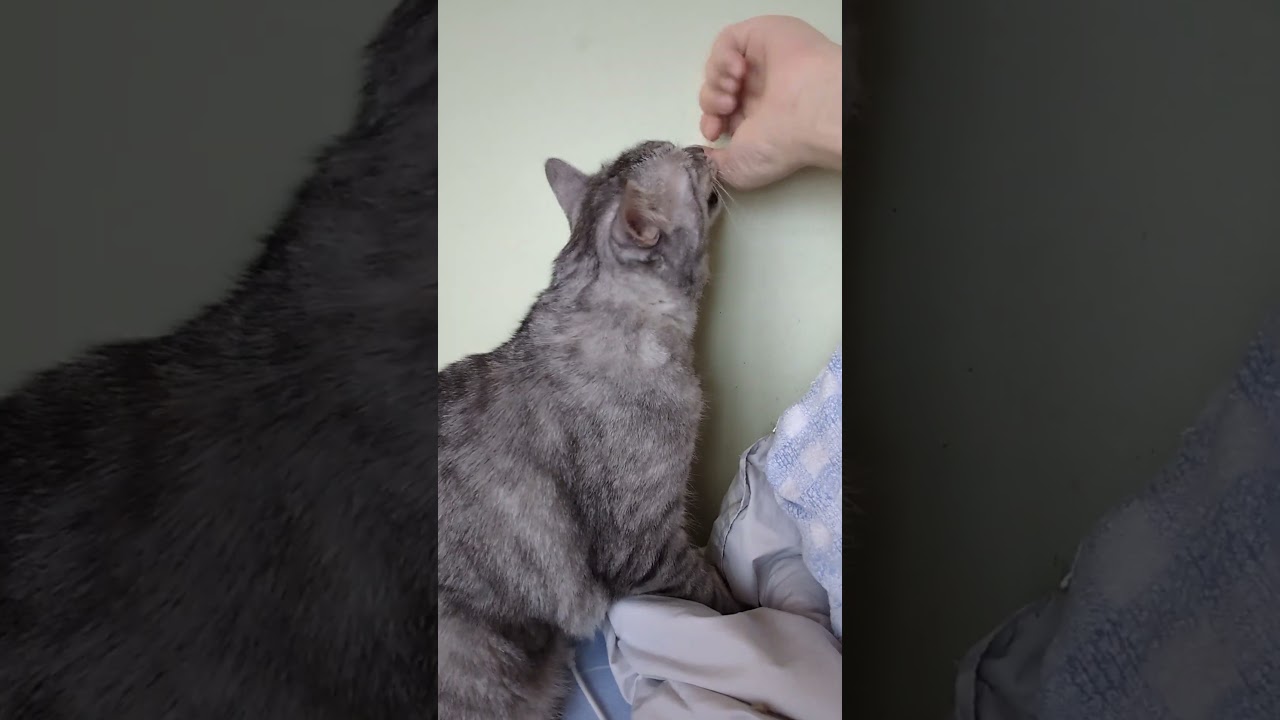 催促☆もふもふ　#cat  #猫