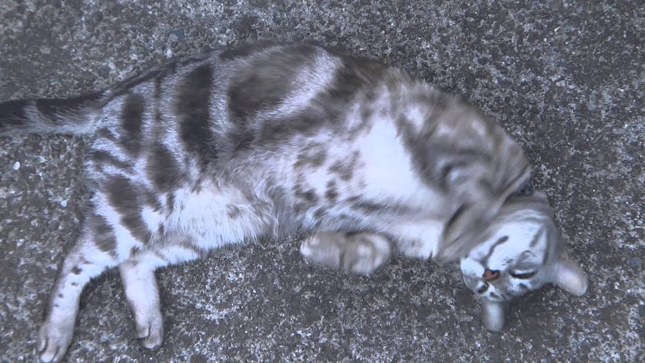 アメショがごろごろ