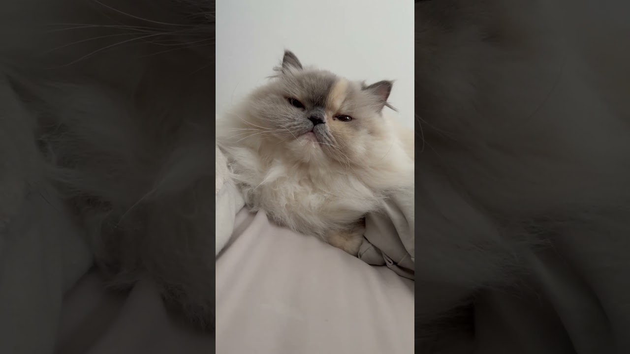 朝起きると隣にいるモッフモフ
