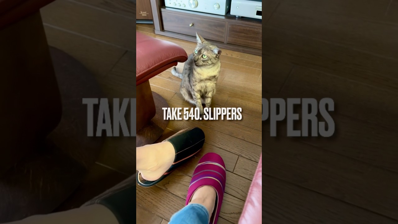 新しい #室内履き がすごく気に入ったのは良くわかったにゃ❗️それより早く #一緒に遊ぼうにゃ‼️#egyptianmaucat #エジプシャンマウ #shorts