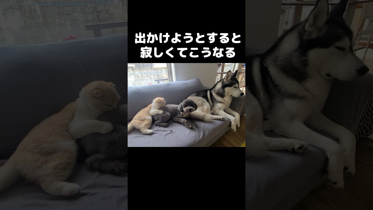 出かけようとすると寂しくて猫と犬がこうなります...#shorts