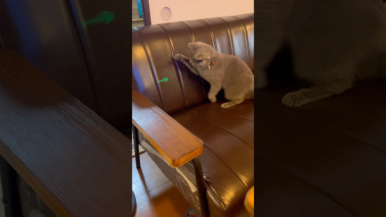 命令のつむやま〜【襲いかかるシャルトリューつむやま】 #猫好きさんと繋がりたい #シャルトリュー #chartreux #ねこ #cat #猫のいる暮らし #ネコ #猫レーザー #ねこ動画