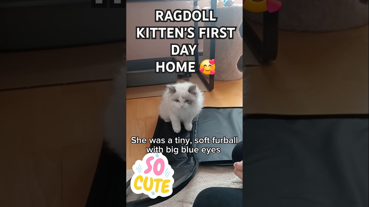 Ragdoll Diaries Ep. 1: Baby Ella coming home! 😍🏡❄️ #ellamyragdoll #ragdollkitten #cutekitty #vlog