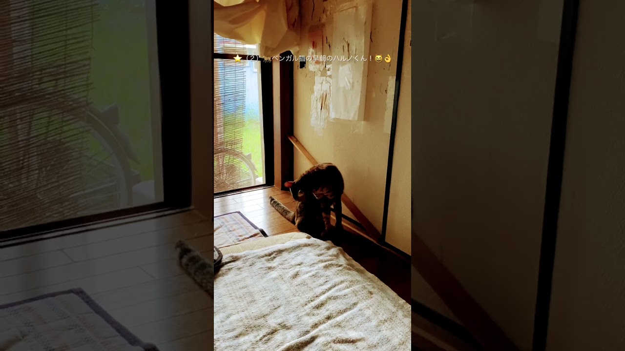 🌟（２）ベンガル猫の早朝のハルノくん！（笑）！目指せ４０万人（笑）（２０２４０９１６ー４） #ベンガル猫#猫#bengalcat#short