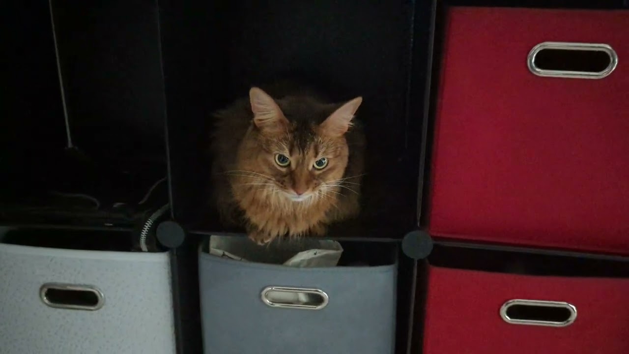 【977日目】横移動 #ソマリ #cat