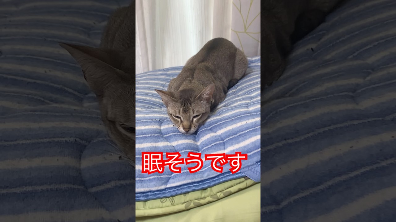寝落ち寸前　#シンガプーラ　#猫のいるくらし