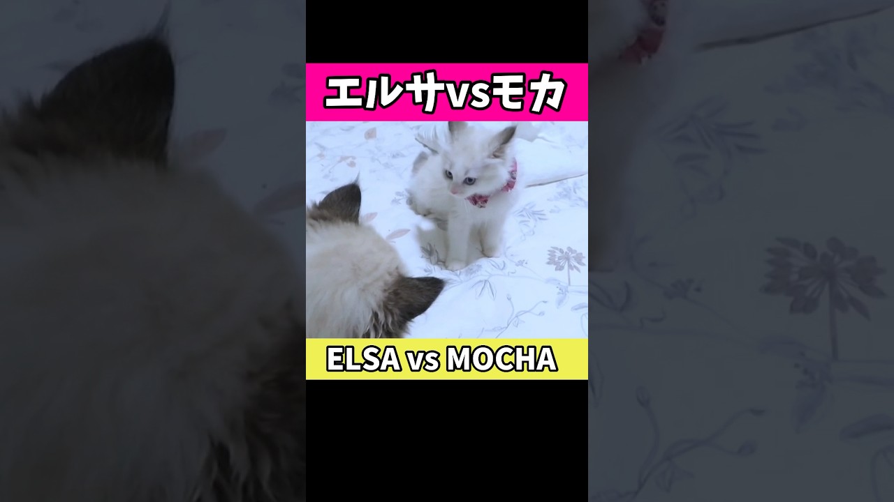 やんのか【ラグドール編】 #shorts  #ラグドール #猫 #子猫